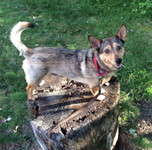 Try not to love Charlie.