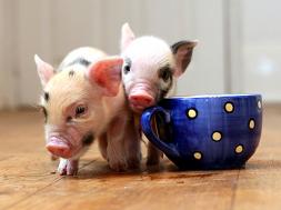 teacup_pigs