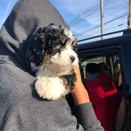 80434665_10156966747018284_7550571679102009344_o